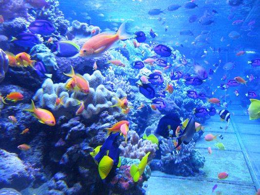 Фото - Музей Океанариум — Морской аквариум на Чистых прудах