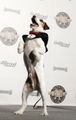 Терьер Угги стал собакой с двумя «Оскарами» 